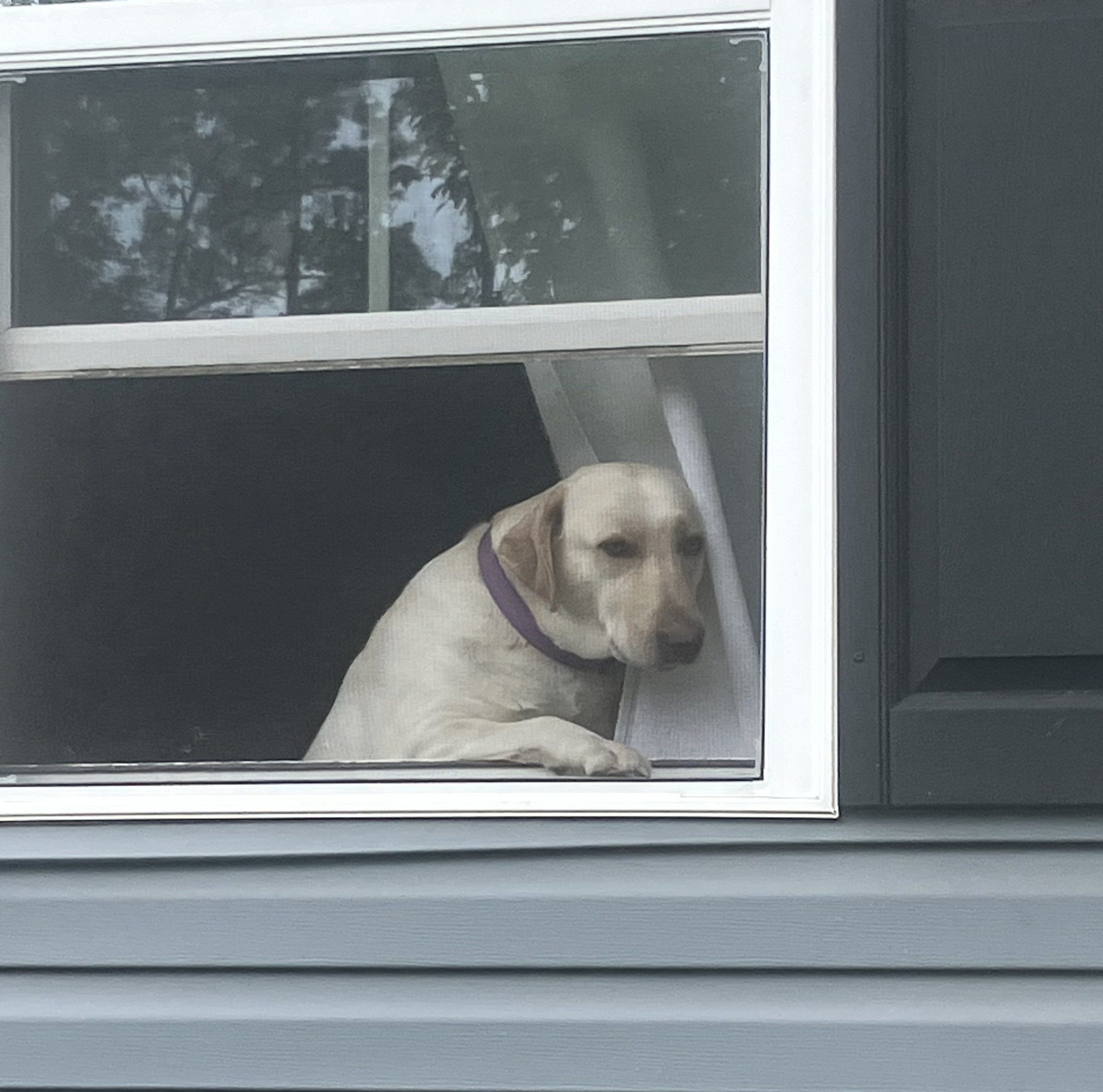 Nosy Labrador Retriever Blank Meme Template