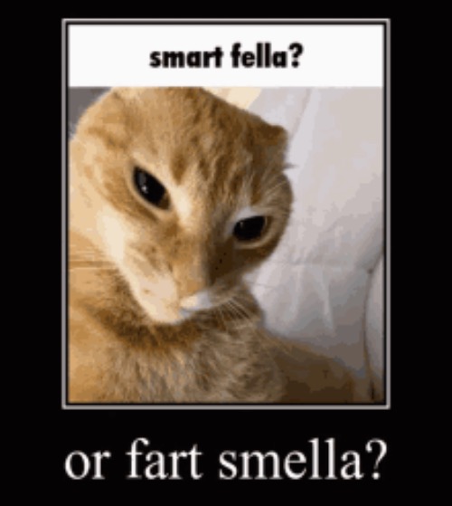 In a cat's case it's most often fart smella | image tagged in cats,funny cat memes,farts,smelly,smart,stinky | made w/ Imgflip meme maker