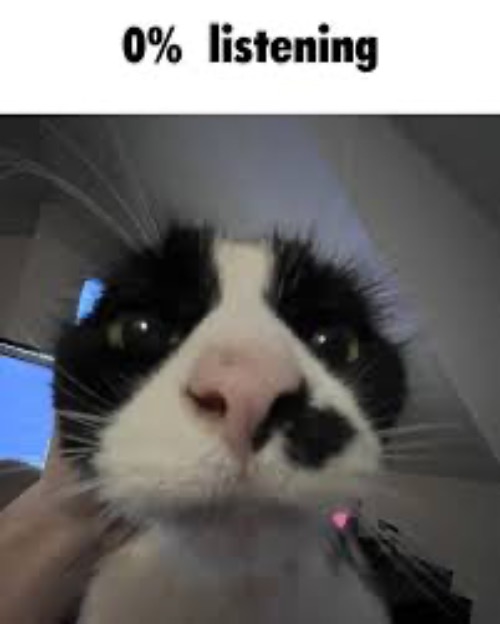 Are They Ever Listening | image tagged in cats,funny cats,listen here you little shit,not listening,ignore,typical cats | made w/ Imgflip meme maker