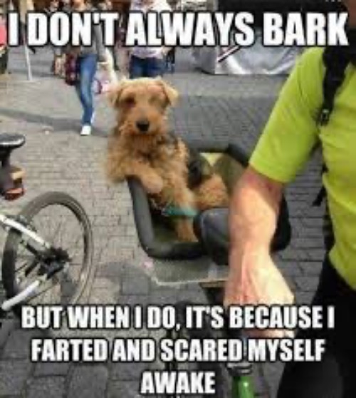 Fartaphobic Doggo | image tagged in dogs,funny dogs,farted,the great awakening,fartaphobic doggo,doggo | made w/ Imgflip meme maker