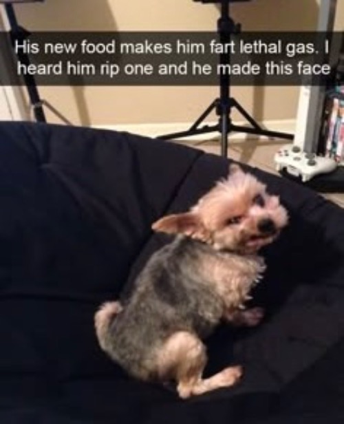 Get him a different food | image tagged in dogs,funny dog memes,atomic farts,food,facial expressions,funny face | made w/ Imgflip meme maker