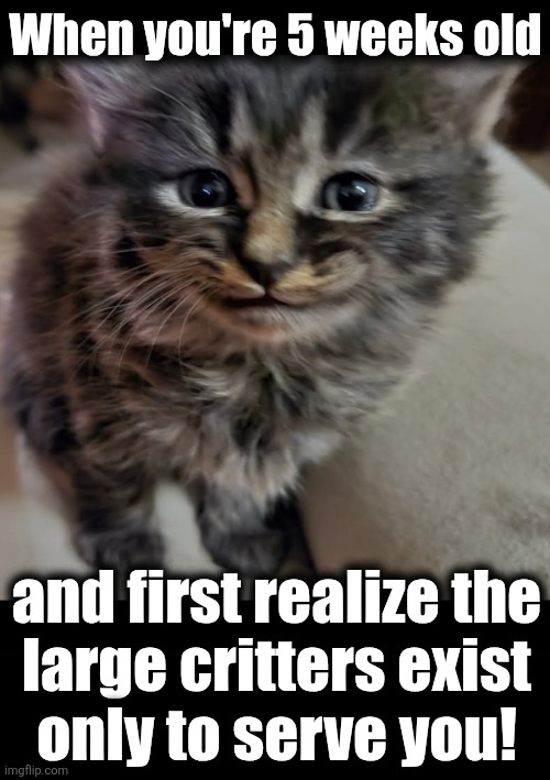 I am the MASTER! | When you're 5 weeks old; and first realize the
large critters exist
only to serve you! | image tagged in memes,cats,kittens,masters,humans | made w/ Imgflip meme maker