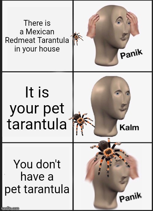 Panik Kalm Panik | There is a Mexican Redmeat Tarantula in your house; It is your pet tarantula; You don't have a pet tarantula | image tagged in memes,panik kalm panik | made w/ Imgflip meme maker