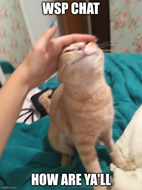 I'm hungry (I'm avoiding writing an damn essay) | WSP CHAT; HOW ARE YA'LL | image tagged in cat pat | made w/ Imgflip meme maker