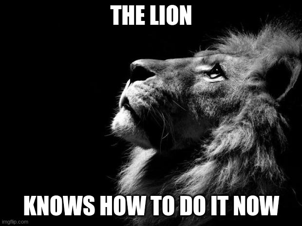 sad lion | THE LION KNOWS HOW TO DO IT NOW | image tagged in sad lion | made w/ Imgflip meme maker