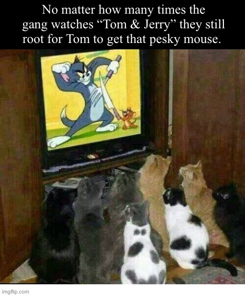 It’s their favorite cartoon… | No matter how many times the gang watches “Tom & Jerry” they still root for Tom to get that pesky mouse. | image tagged in cats,tom and jerry,cartoons,watching tv | made w/ Imgflip meme maker