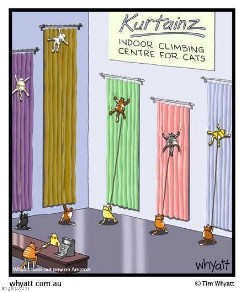 image tagged in cats,comics,climbing cats,curtains | made w/ Imgflip meme maker