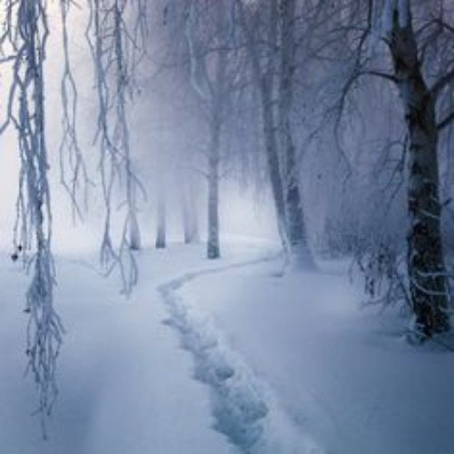 Into The Snowy Wonderland Forest | image tagged in snow,wonderland,fantasy,forest,winter beauty,purity | made w/ Imgflip meme maker