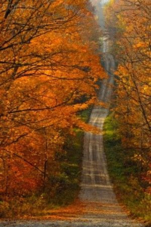 Beautiful Autumn Road | image tagged in autumn,autumn leaves,fall road,uphill,scenery,beautiful nature | made w/ Imgflip meme maker