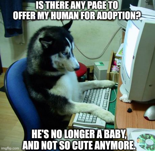I Have No Idea What I Am Doing Meme | IS THERE ANY PAGE TO OFFER MY HUMAN FOR ADOPTION? HE'S NO LONGER A BABY, AND NOT SO CUTE ANYMORE. | image tagged in memes,i have no idea what i am doing | made w/ Imgflip meme maker
