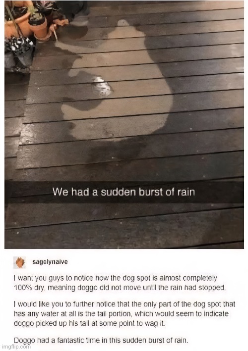 You can almost smell wet dog from this | image tagged in dogs,doggo,rain,dog,funny animals | made w/ Imgflip meme maker