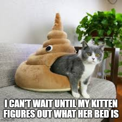 My cat hasn't figured out what her new bed is.  - funny - | I CAN'T WAIT UNTIL MY KITTEN FIGURES OUT WHAT HER BED IS | image tagged in cats,kitten,funny,humor,bed,funny cat meme | made w/ Imgflip meme maker