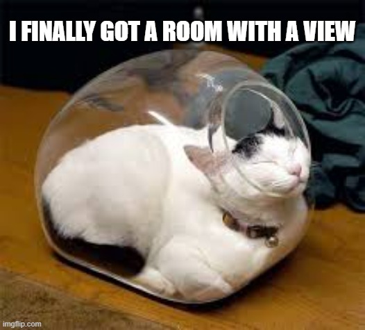 My cat loves her "room" with a view.  - funny - | I FINALLY GOT A ROOM WITH A VIEW | image tagged in cats,funny,kitten,humor,bed | made w/ Imgflip meme maker