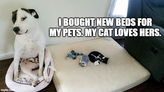 I bought new beds for my dog & cat. My cat loves hers. | I BOUGHT NEW BEDS FOR MY PETS. MY CAT LOVES HERS. | image tagged in cats,funny,dogs,kitten,bed,humor | made w/ Imgflip meme maker