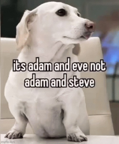 Homophobic dog | image tagged in homophobic dog | made w/ Imgflip meme maker