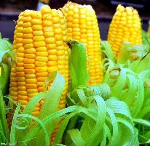 I want a corn maze in the shape of a nazi symbol that no one notices for 2 months. | image tagged in corn meme | made w/ Imgflip meme maker