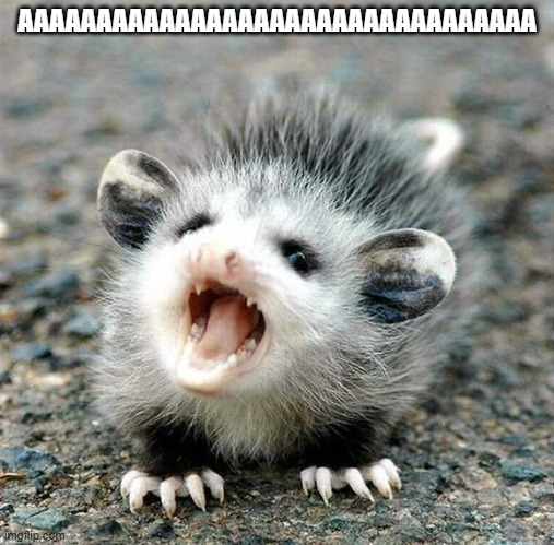 Aaaaahhhhh Baby Opossum | AAAAAAAAAAAAAAAAAAAAAAAAAAAAAAAAA | image tagged in aaaaahhhhh baby opossum | made w/ Imgflip meme maker