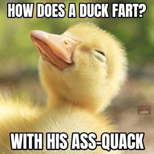 Ass Quack | image tagged in ducks,cute,fart jokes,ass,butt crack,duck fart | made w/ Imgflip meme maker