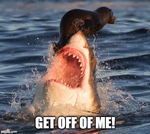 Travelonshark Meme | GET OFF OF ME! | image tagged in memes,travelonshark | made w/ Imgflip meme maker