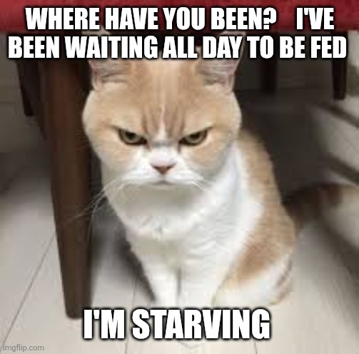 Angry Cat | WHERE HAVE YOU BEEN?    I'VE BEEN WAITING ALL DAY TO BE FED; I'M STARVING | image tagged in angry cat,funny memes | made w/ Imgflip meme maker