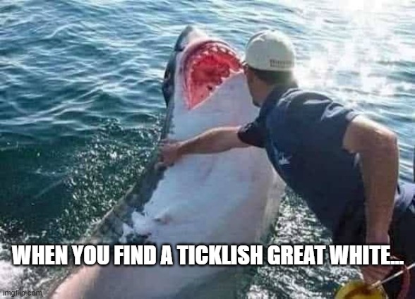Ticki, ticki, ticki... | WHEN YOU FIND A TICKLISH GREAT WHITE... | image tagged in shark | made w/ Imgflip meme maker