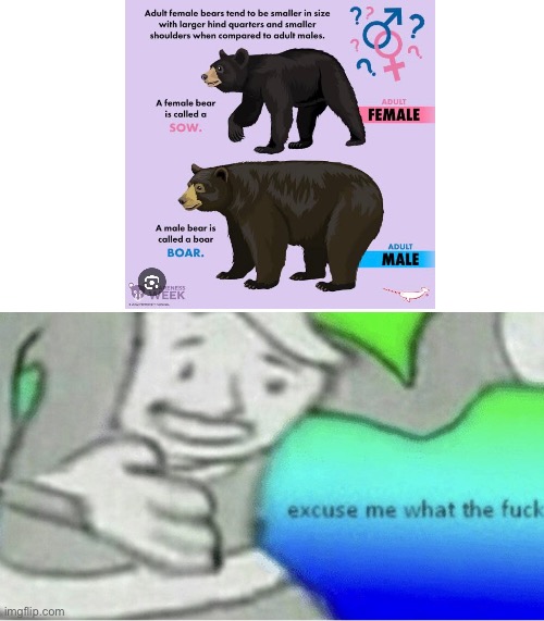 Tf did I just hear about female bears | image tagged in excuse me wtf blank template | made w/ Imgflip meme maker