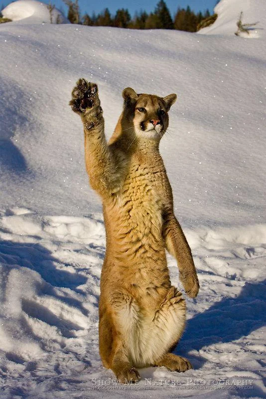 cat high five Blank Meme Template