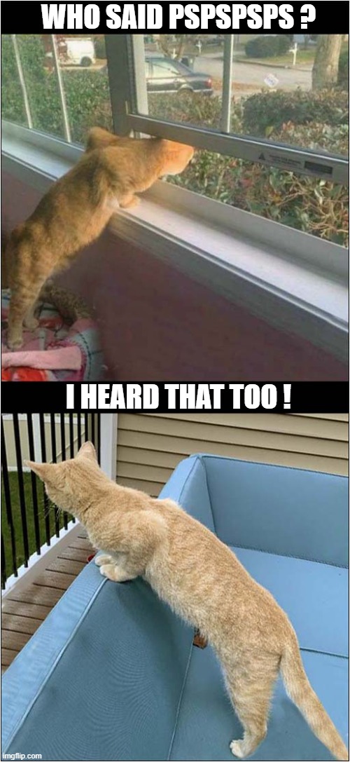 Annoyed Cats ! | WHO SAID PSPSPSPS ? I HEARD THAT TOO ! | image tagged in cats,pspsps,annoyed | made w/ Imgflip meme maker