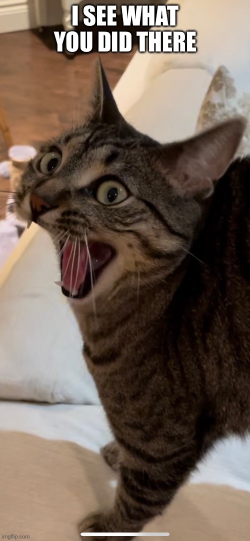 I See What You Did There | I SEE WHAT YOU DID THERE | image tagged in fun,funny memes,cats,funny cats,relatable,memes | made w/ Imgflip meme maker