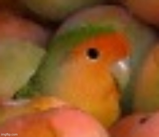 Unsettled Mango Bird | image tagged in unsettled mango bird | made w/ Imgflip meme maker