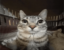 cat staring at camera Blank Meme Template