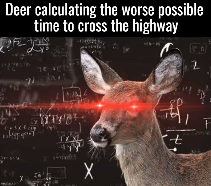 They like to run out in front of your car | Deer calculating the worse possible 
time to cross the highway | image tagged in deer | made w/ Imgflip meme maker