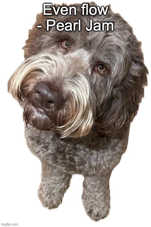 Norther's dog | Even flow - Pearl Jam | image tagged in norther's dog | made w/ Imgflip meme maker