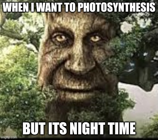 Wise mytical tree | WHEN I WANT TO PHOTOSYNTHESIS; BUT ITS NIGHT TIME | image tagged in wise mytical tree | made w/ Imgflip meme maker