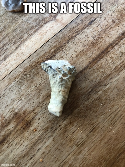 THIS IS A FOSSIL | made w/ Imgflip meme maker