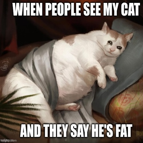 cat | image tagged in cat | made w/ Imgflip meme maker