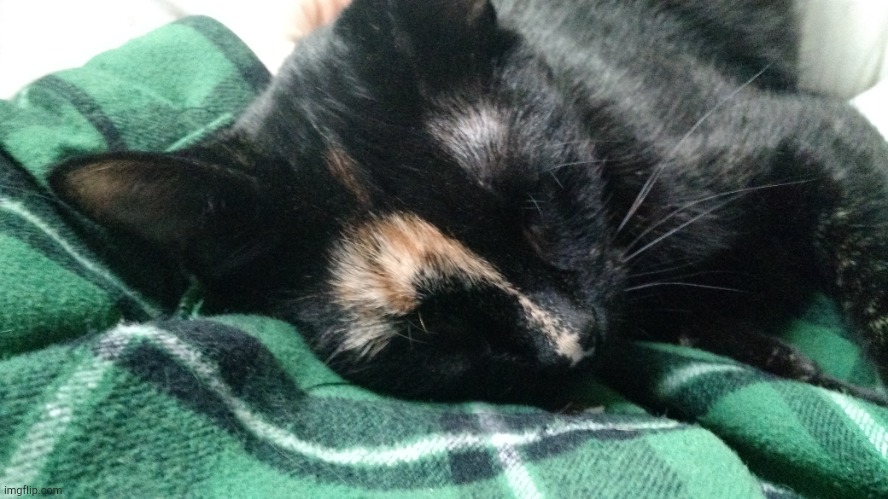 Mah Kitty (More Images In Comments) | image tagged in kitty,cat,kitten,adorable,cute,lovely | made w/ Imgflip meme maker