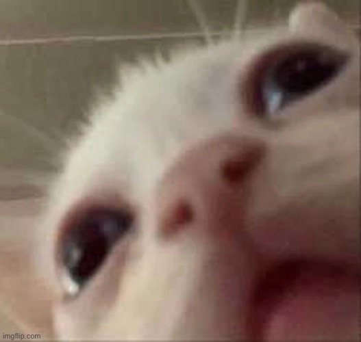 Cat | image tagged in cat | made w/ Imgflip meme maker