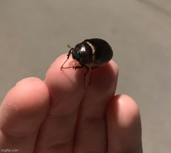 Beetle asks politely | made w/ Imgflip meme maker