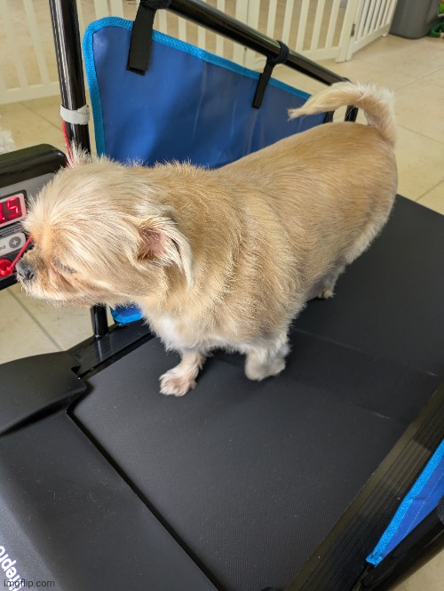 my dog needs to walk on a treadmill because she's so fucking obese | made w/ Imgflip meme maker