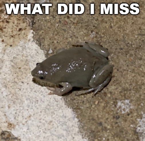 fog | WHAT DID I MISS | image tagged in fog | made w/ Imgflip meme maker