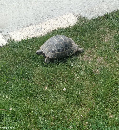 I saw a turtle at my backyard, he's pretty chill | made w/ Imgflip meme maker