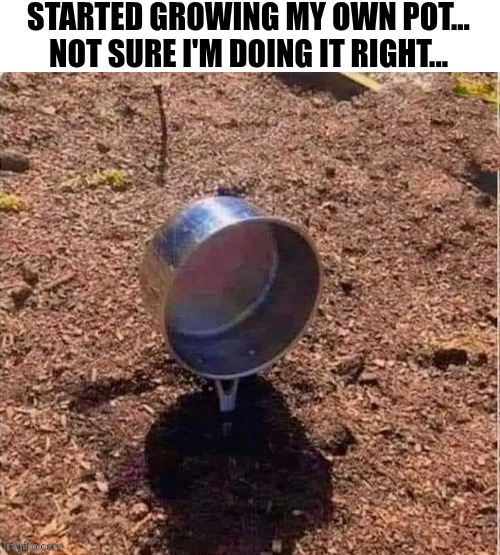 Started Growing My Own Pot Not Sure I'm Doing It Right | STARTED GROWING MY OWN POT... NOT SURE I'M DOING IT RIGHT... | image tagged in chris joines | made w/ Imgflip meme maker