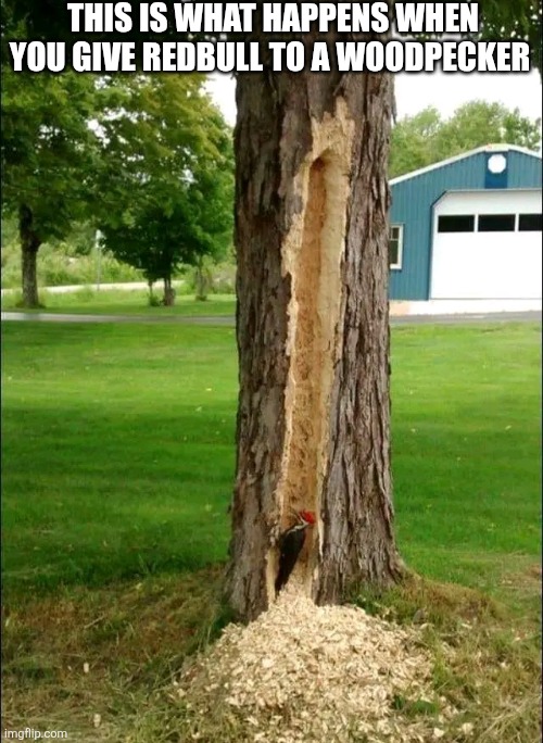 This Is What Happens When You Give Redbull To A Woodpecker | THIS IS WHAT HAPPENS WHEN YOU GIVE REDBULL TO A WOODPECKER | image tagged in chris joines | made w/ Imgflip meme maker