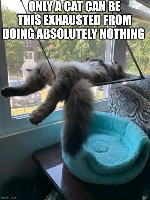 Only A Cat Can Be This Exhausted From Doing Absolutely Nothing | ONLY A CAT CAN BE THIS EXHAUSTED FROM DOING ABSOLUTELY NOTHING | image tagged in chris joines | made w/ Imgflip meme maker