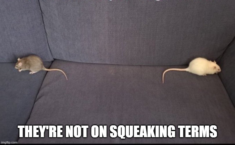 Mice | THEY'RE NOT ON SQUEAKING TERMS | image tagged in funny,memes | made w/ Imgflip meme maker