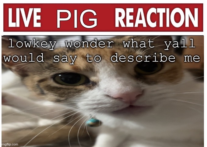 woah | lowkey wonder what yall would say to describe me | image tagged in woah | made w/ Imgflip meme maker