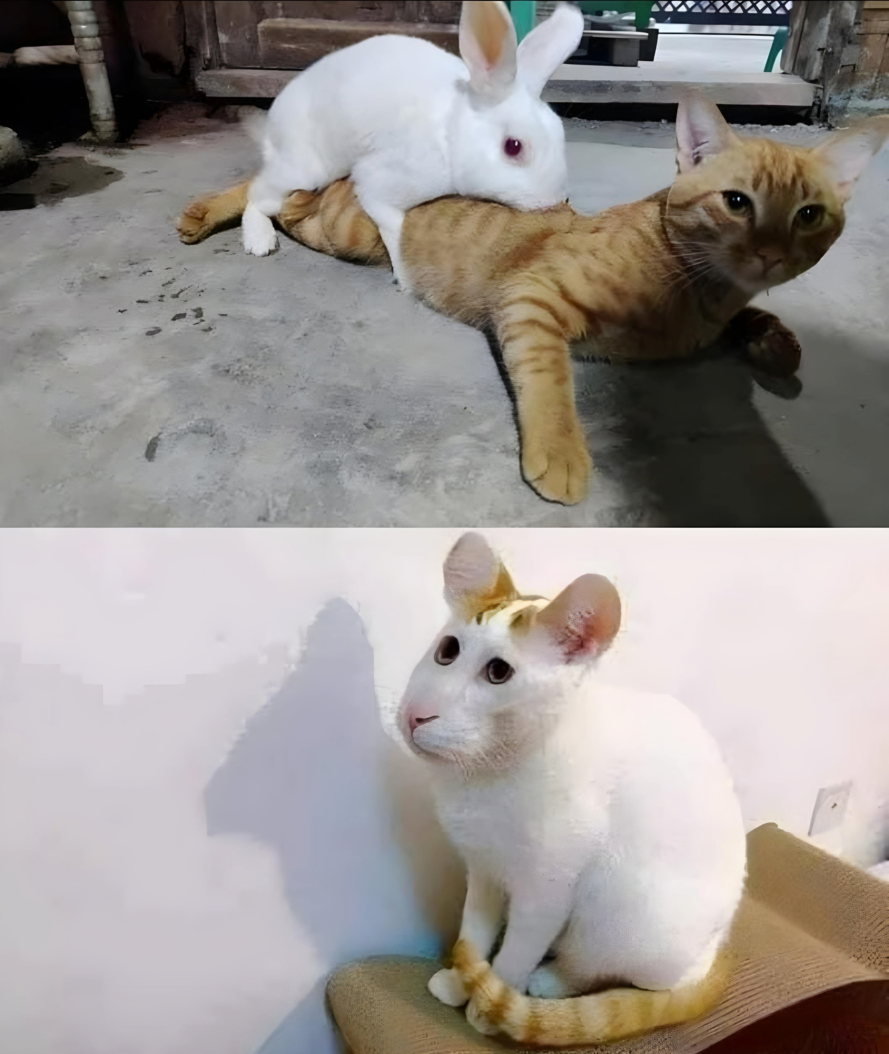 Cat Rabbit Meme Blank Meme Template