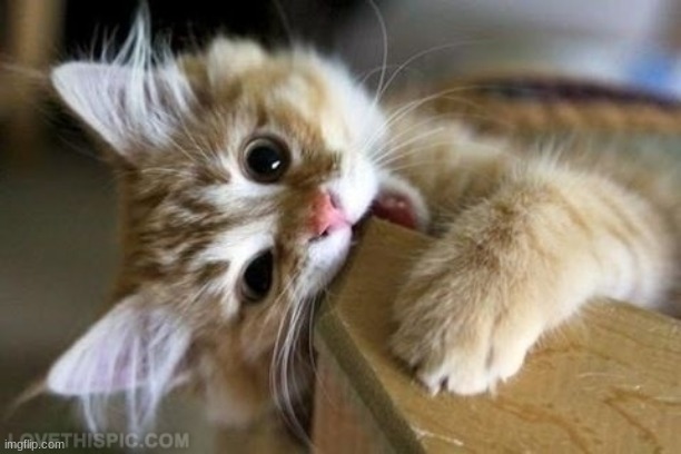 That's just silly cat | image tagged in that's just silly cat | made w/ Imgflip meme maker