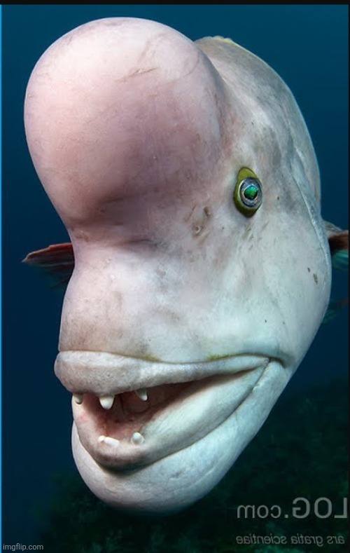 Megaminf Fish | image tagged in megaminf fish | made w/ Imgflip meme maker